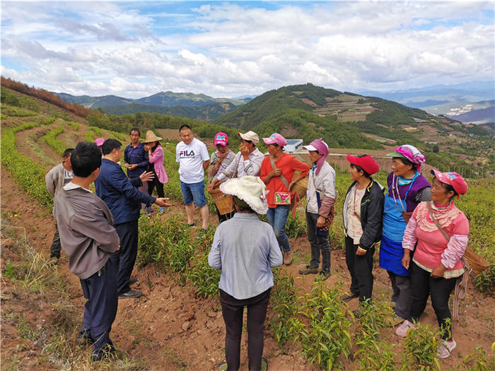 关于云南剑川县丰登村：小茶叶鼓起群众钱袋子的资讯(2)