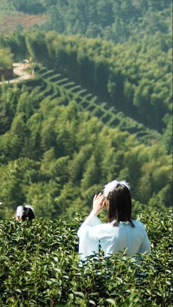 关于政和白茶开采 中国味道 生态茶园 健康好茶的热门信息(4)