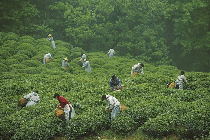 有关于杭州：解码“非遗”·西湖龙井茶采摘制作技艺的热门资讯