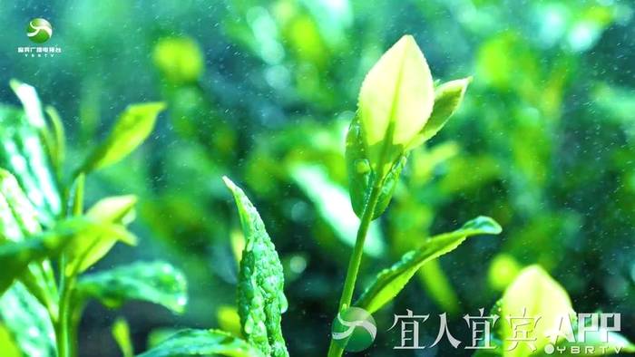 有关于宜宾茶： 趁势而为 变“原料出川”为“品牌出川”的信息(3)