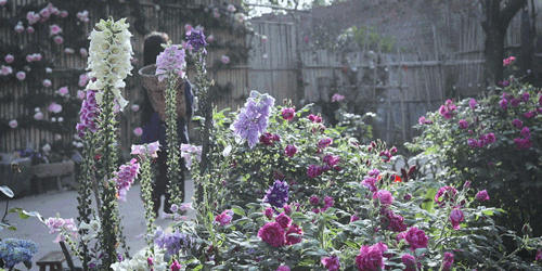 有关于李子柒：深深扎根在中华土地上，历久弥新的茶文化的资讯(8)