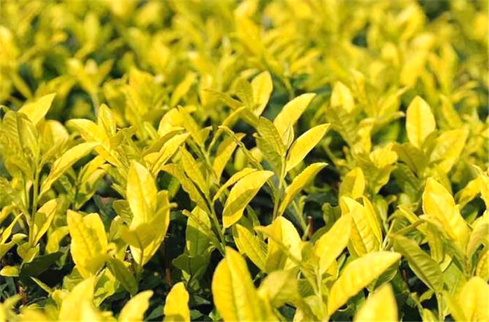 有关于四川广元：旺苍米仓山新茶上市，黄茶每斤卖到8800元！的新闻(2)