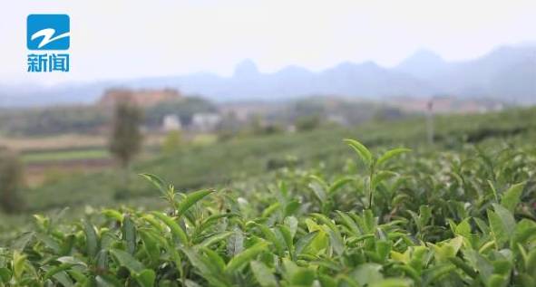 有关于 3000元一斤的浙江西湖龙井上市了 的资讯