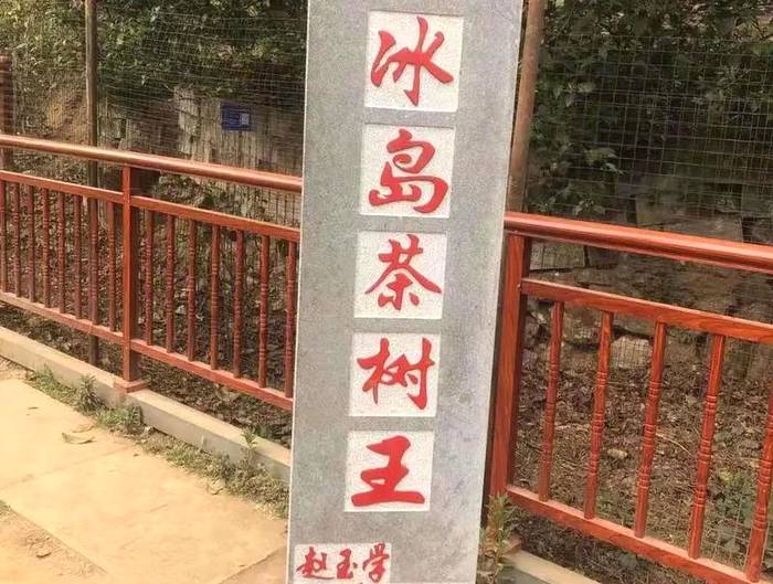 关于古树茶强势回归!2021年云南山头茶价格发布的热门资讯(22)