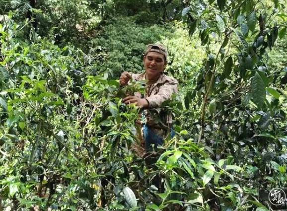 有关于云南各地春茶开采 一片茶叶成就一个绿色产业的最新信息(11)