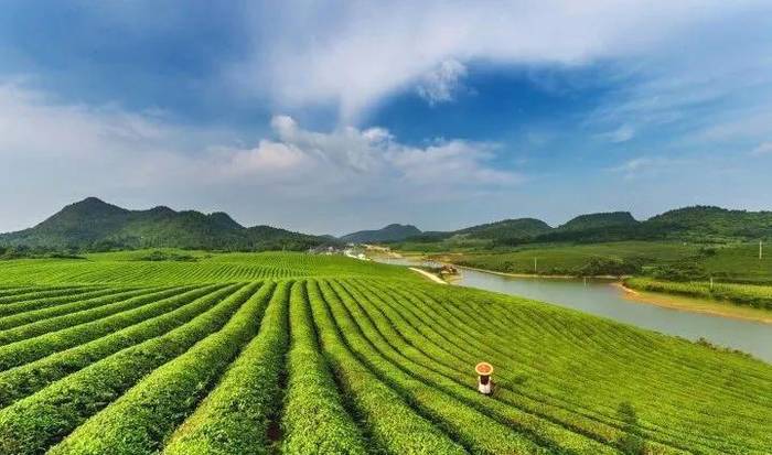 关于茶香飘万里！这片小小的叶子，让世界认识了铜仁的最新资讯(2)