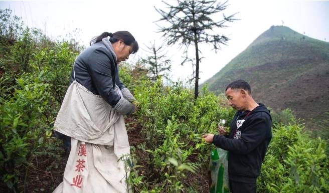 有关于安化春茶进入采摘期 2020年产值达230亿元的资讯