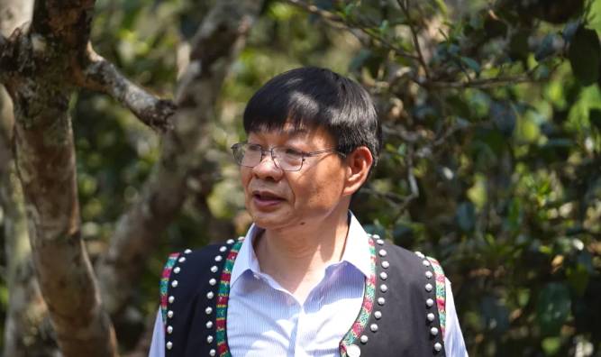 关于墨江米地贡茶春茶头采,933克鲜叶拍出23万元!的最新消息(5)