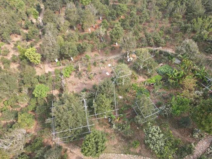 关于宁洱困鹿山古树茶开采 每公斤鲜叶最高价格1.28万元 的最新资讯