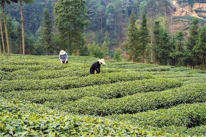 关于打造“甜城茶乡”，内江茶叶如何破题出圈？的新闻
