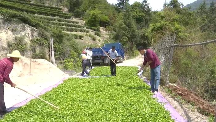 有关于成立产业联合体,漳州长泰县抱团发展茶产业的热门消息(5)