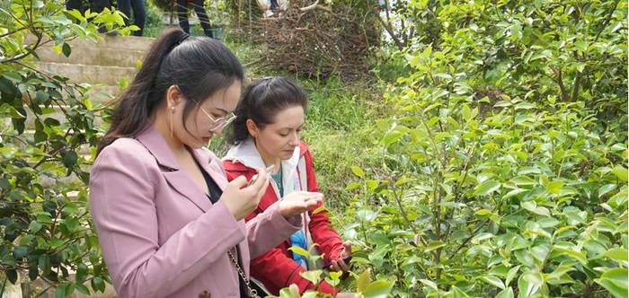 有关于中外网红在信阳:赴一场茶香之旅 看“小茶叶”如何托起“大产业”的资讯(3)