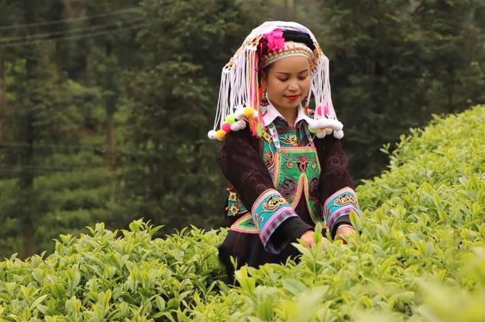 关于茶叶龙头企业的责任与担当——看“骏眉中国”如何助力脱贫攻坚与乡村振兴的热门信息(9)