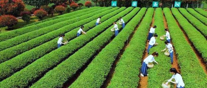 有关于湖南农业大学与望城区茶业产学研基地合作项目签约的资讯(14)