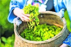 关于贵州长岩村国香茶园2000亩春茶进入黄金采摘期的最新消息(2)