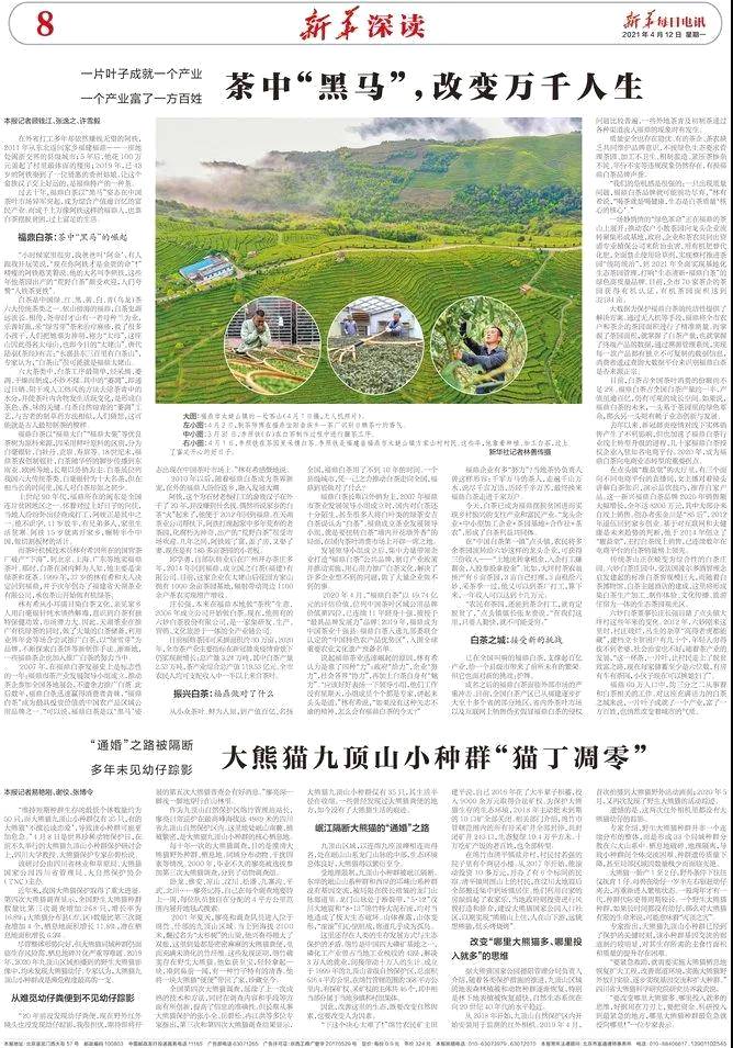 关于新华每日电讯:福鼎白茶茶中黑马,改变万千人生的信息