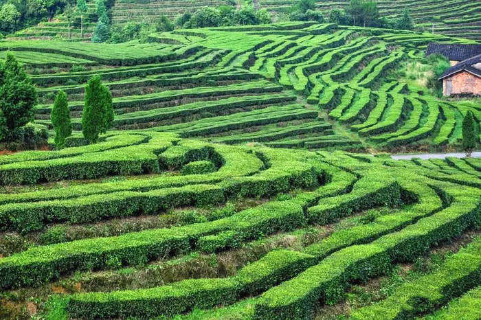 关于工业现代化带动农业智能化,福鼎茶产业集群呈规模化发展的热门资讯(2)