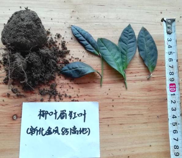关于新化古茶树：金凤竹林大叶50厘米母树再现的热门资讯(5)