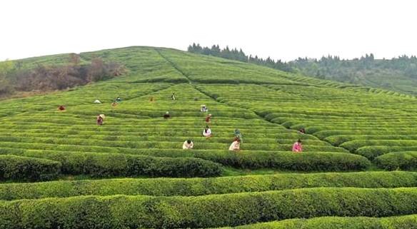 有关于贵州岑巩 3.7万余亩茶园满目葱茏 春茶飘香采摘忙的热门新闻(4)