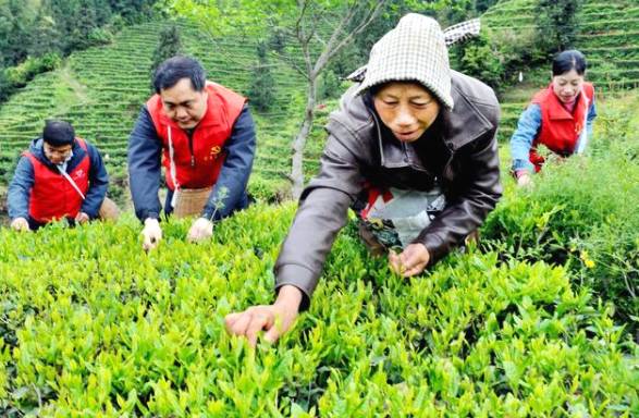 有关于江西婺源溪头乡：党员干部茶山帮茶农采摘谷雨茶的最新信息(1)