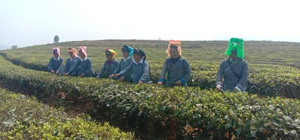 关于红河三村乡：三月春茶闹早市 四方茶商聚三村的最新资讯