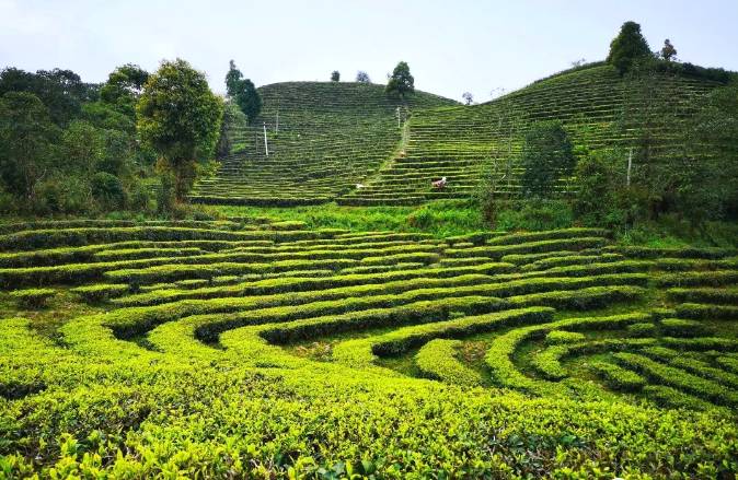 有关于春茶,一场春天里的盛事 勐海县80余万亩春茶陆续开采啦!的消息
