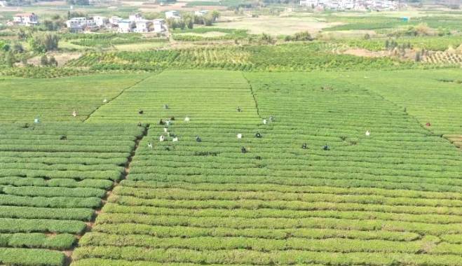 关于象州县妙皇乡思高村委古琶村茶园正式开采的热门新闻