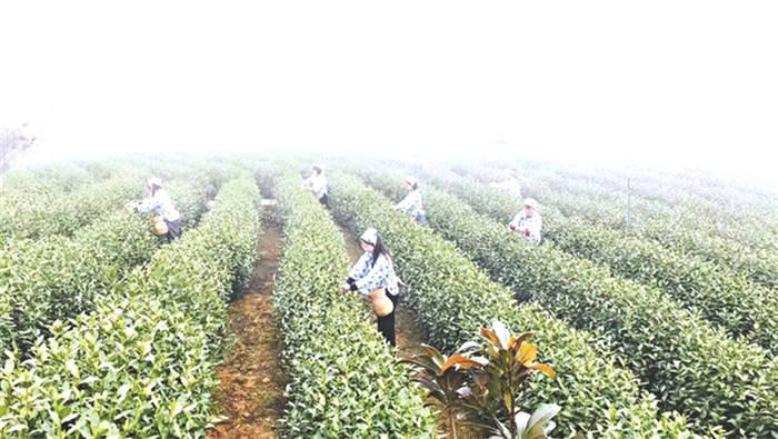 关于寺坞岭高山茶：延长产业链 一株茶树产出5种茶的最新消息