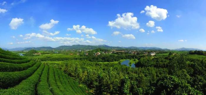 有关于除了龙井，杭州还有这些茶园的茶叶和美景让人陶醉!的热门资讯(11)