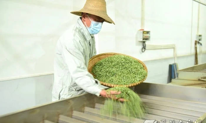 关于玉露飘香 恩施市25万余亩茶园全面开采的最新消息(3)