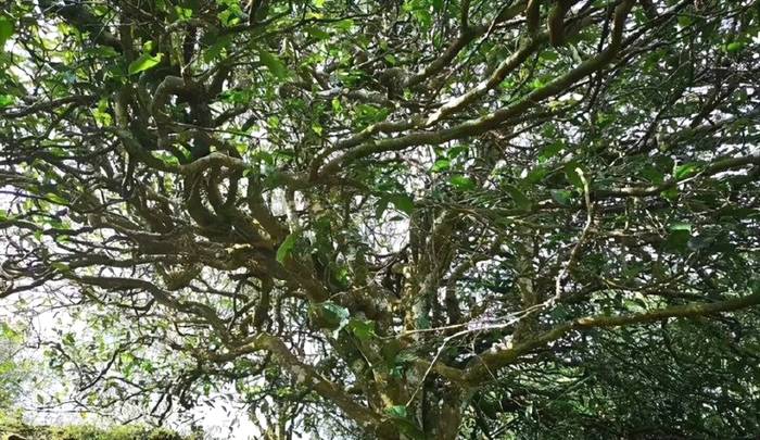 关于古树茶强势回归!2021年云南山头茶价格发布的热门资讯(15)