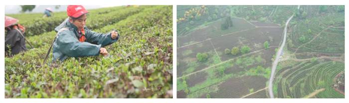 有关于英德春茶将陆续上市，受寒潮影响个别企业出现减产的最新消息(1)