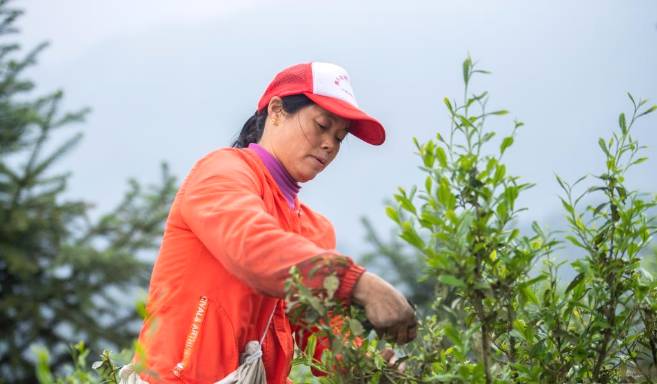 有关于安化春茶进入采摘期 2020年产值达230亿元的资讯(1)