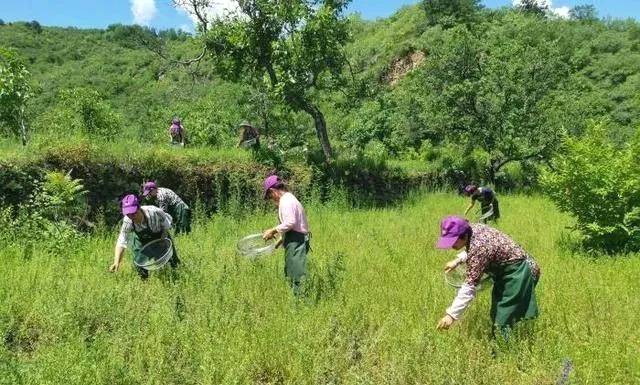 关于龙头带动茶产业升级:农民职业化、农村庄园化的热门新闻