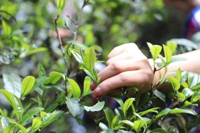 关于2021普洱五棵桩古茶园举行祭茶祖暨春茶开采仪式的信息(22)