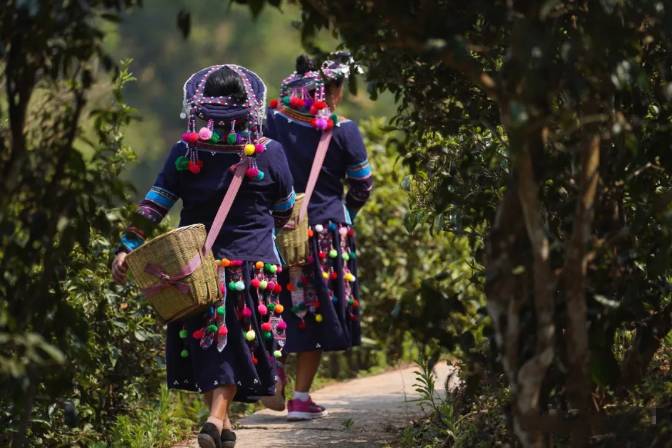 关于墨江米地贡茶春茶头采,933克鲜叶拍出23万元!的最新消息(6)