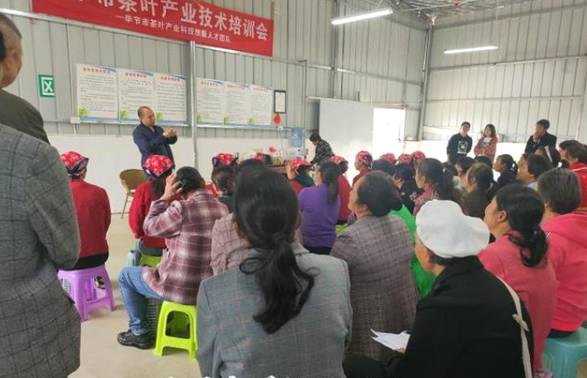 关于毕节市茶产业科技创新人才团队专家现场指导群众采茶的热门信息(2)