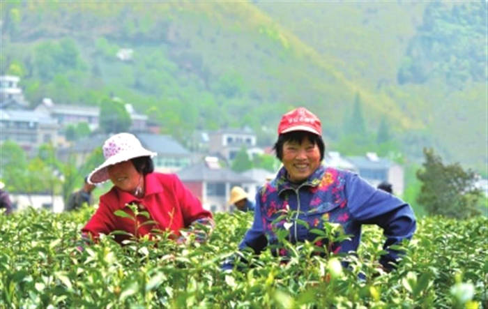 有关于《中国茶产业“十四五”发展规划建议》在京发布的热门资讯