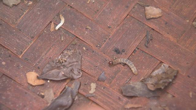 关于直接产值6.7亿元!广西梧州六堡茶加工“提速”了的热门信息(9)