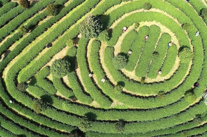 有关于5月茶情:"贵州绿茶"铺天盖地 国际茶日黔茶飘香的最新信息(1)