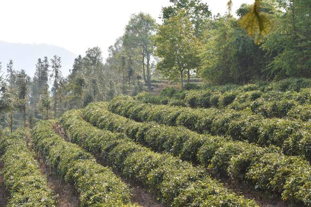 有关于云南省有机认证茶园面积82万亩 绿色有机成农业发展导向的最新消息(1)