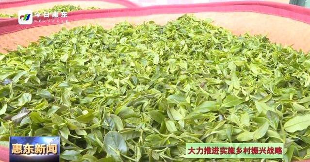关于惠州横坑新茶飘香茶农乐 成为脱贫致富新路子的热门资讯(2)