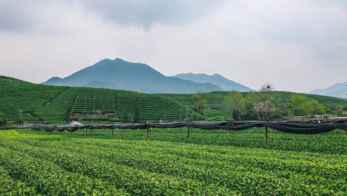 有关于一周热门：2021中国春茶产销形势报告，不同地区如何做好普洱茶存储，第四届中国国际茶叶博览会即将举办的最新消息