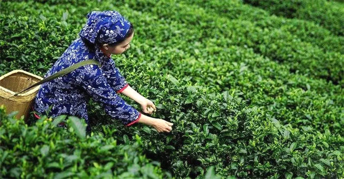 关于十大关键词,带你回顾2020年茶行业的大事件!的热门新闻(6)