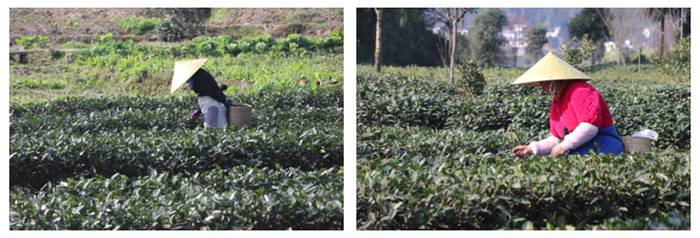 关于雅安名山：春茶鲜叶采不停 万古茶市交易忙的热门信息(1)