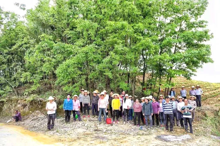 有关于通过三个案例看陕西茶产业在脱贫攻坚中发挥的重要作用的最新信息(7)