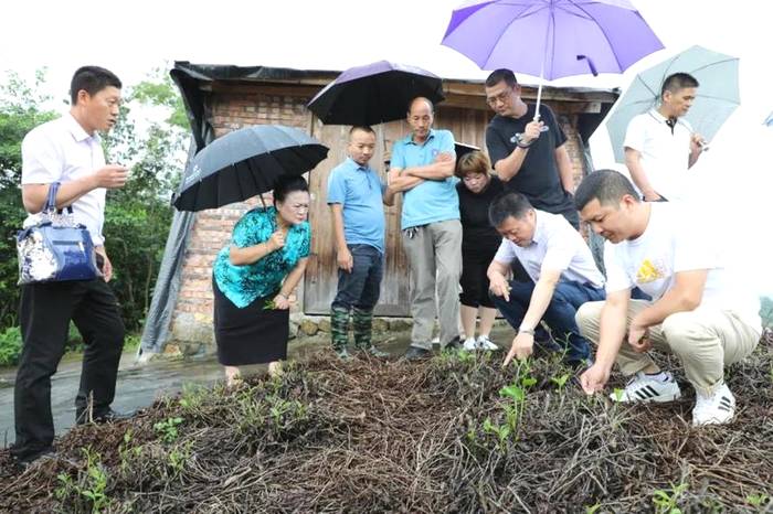 关于让“茶科技”直达田间地头，助力福鼎白茶生态茶园建设的热门消息(3)