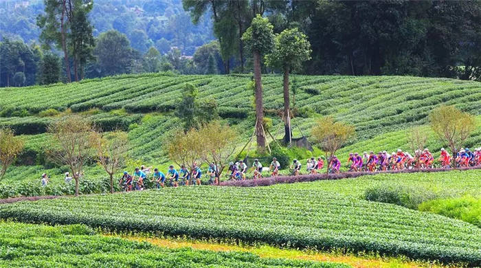 有关于雅安海棠村：穿越茶乡古镇 追逐大地掌纹的消息(9)