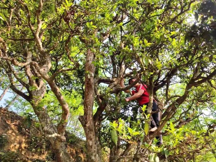 有关于景东花山镇芦山村:生态茶叶的发展实现一二三产业深度融合的信息(3)