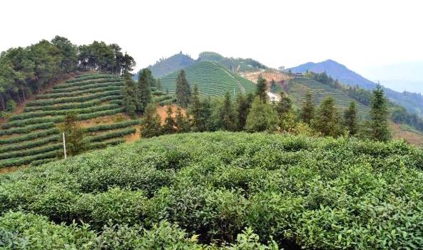 有关于重庆嘉平镇 春茶吐新芽成为茶农增收致富的“金叶子的最新消息(3)